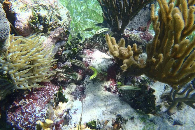 Snorkeler drifting over the Mesoamerican Barrier Reef near Puerto Morelos on a small-group Cancun snorkeling tour