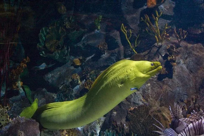 Snorkeler exploring two reef stops in Puerto Morelos Biosphere Reserve near Cancun with a local marine guide, colorful fish all around